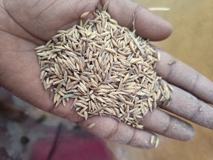 धान का खेत