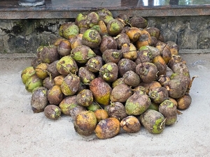 നാളികേരം