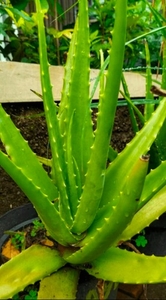 ಅಲೋವೆರಾ