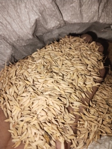వరి
