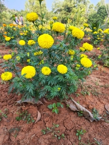 ജമന്തി