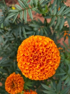 ಫೋಟೋ 4