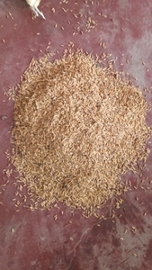നെല്ല്