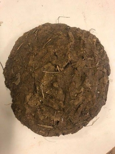 Cow dung