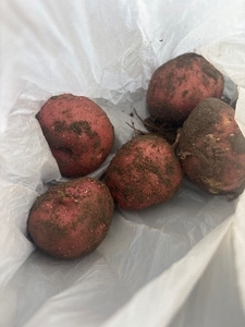 ಆಲೂಗಡ್ಡೆ