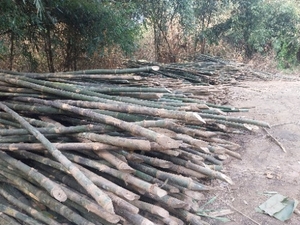 മുള