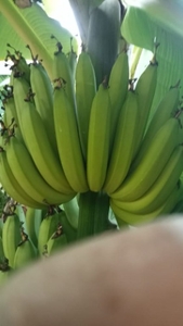 అరటిపండు