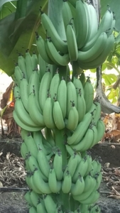 फोटो 2