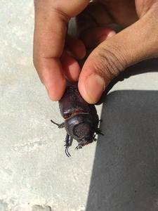 காண்டாமிருக வண்டு