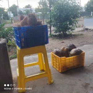 ತೆಂಗಿನಕಾಯಿ
