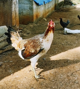 फोटो 3