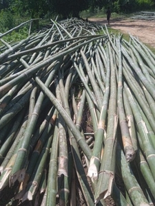 മുള