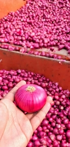 ಈರುಳ್ಳಿ