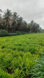 ഇഞ്ചി