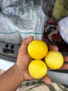 నిమ్మకాయ
