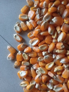 ಮೆಕ್ಕೆ ಜೋಳ