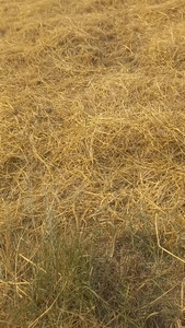 നെല്ല്