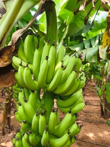 అరటిపండు