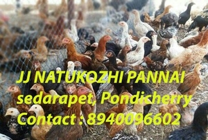 നാട്ടു കോഴി