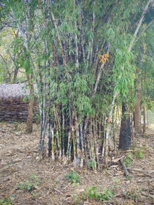 ಬಿದಿರು
