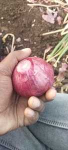 ಈರುಳ್ಳಿ