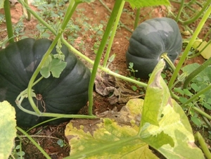 മത്തങ്ങ