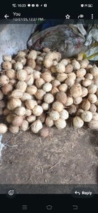 നാളികേരം