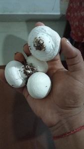 फोटो 2