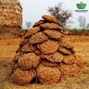மாட்டு சாணம்