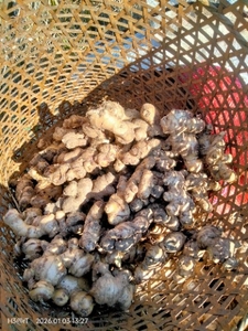 Ginger 