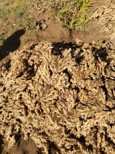 ಶುಂಠಿ