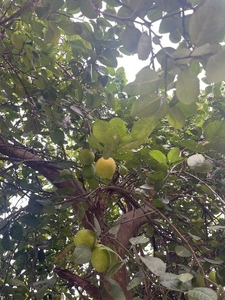 எலுமிச்சை