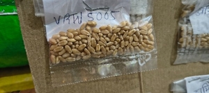 ഗോതമ്പ്