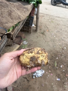 ಆಲೂಗಡ್ಡೆ