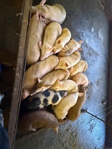 పంది