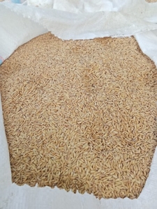 നെല്ല്
