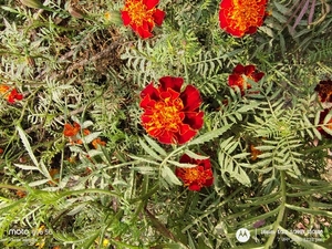ಫೋಟೋ 2