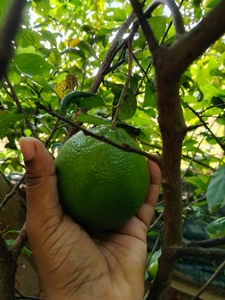 Lemon 