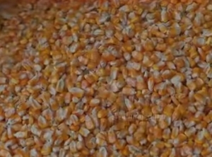 ಮಕ್ಕಾ