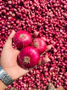 ಈರುಳ್ಳಿ