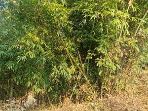 മുള