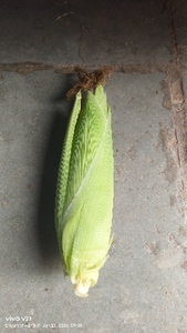 മധുരചോളം 