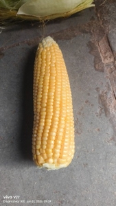 ಫೋಟೋ 2