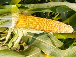 ಮಕ್ಕಾ