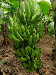 வாழைப்பழம்
