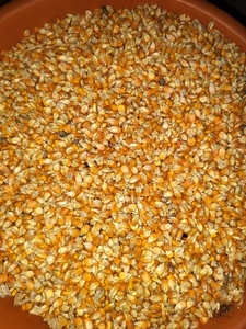 ಮೆಕ್ಕೆ ಜೋಳ