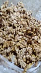అల్లం