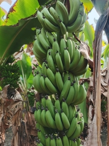 വാഴപ്പഴം