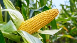 ಮೆಕ್ಕೆ ಜೋಳ