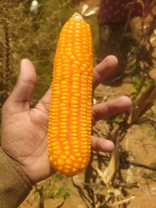 मक्का